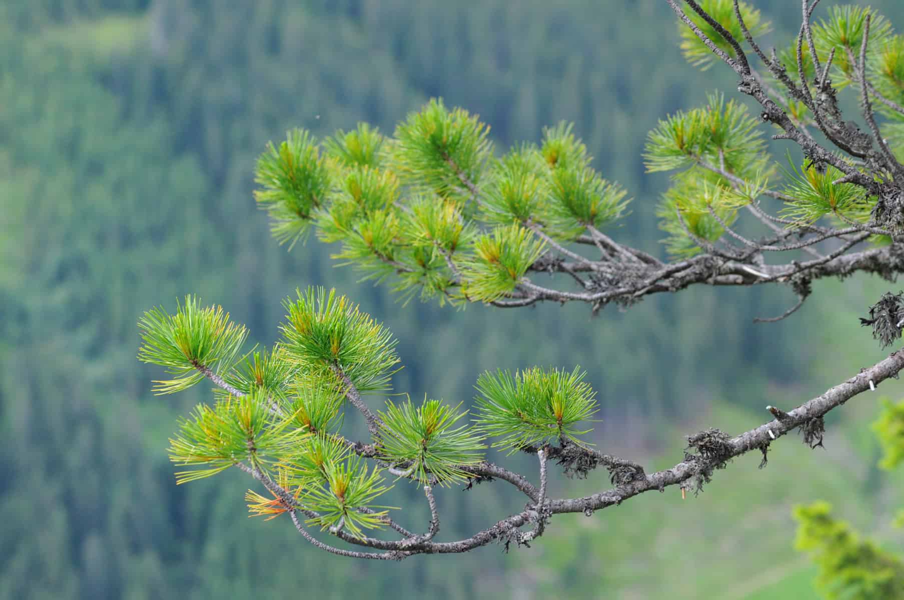 nachd!-Naturholzbetten » - Bettenhaus Schlafoase Nürnberg «